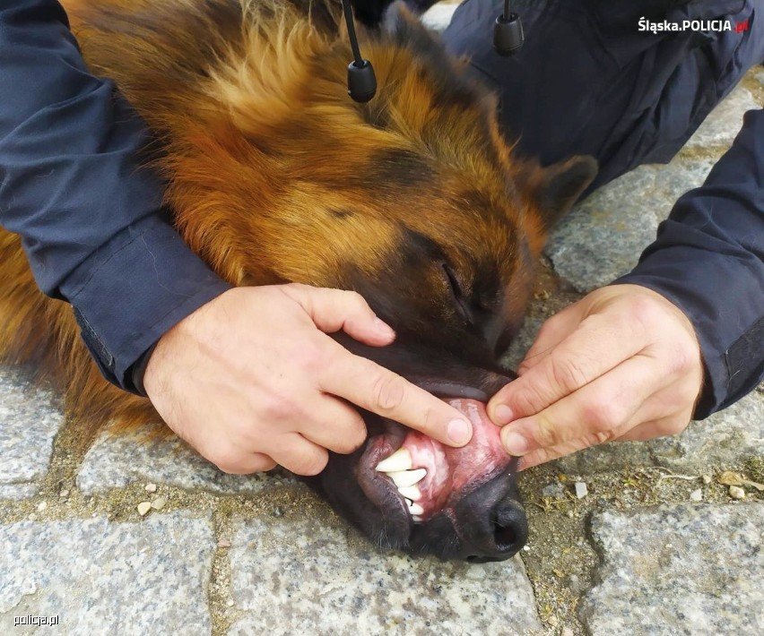 Jak udzielić pierwszej pomocy psu? Policjanci uczą się, jak udzielać pierwszem pomocy rannym owczarkom na służbie