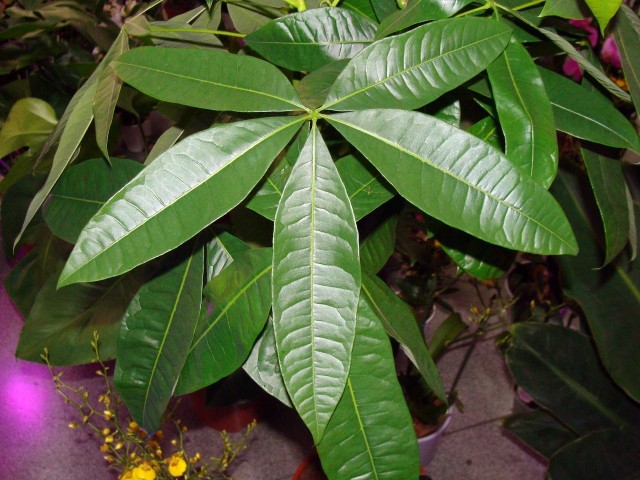 Pachira to bardzo dekoracyjna roślina, która zdobywa coraz większą popularność. Trzeba jej jednak zapewnić odpowiednie warunki.