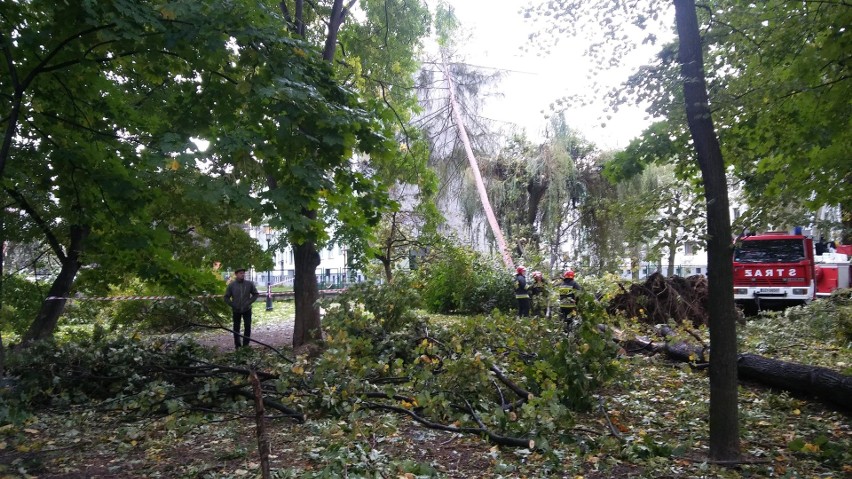 Park żywiecki został zniszczony przez orkan Ksawery nawet w...