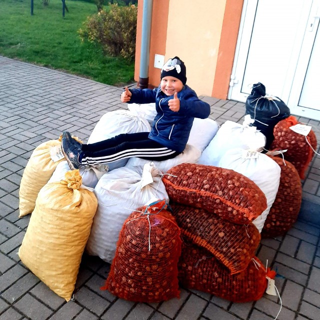Uczniowie szkoły w Królikowie zebrali ponad 3 tony kasztanów
