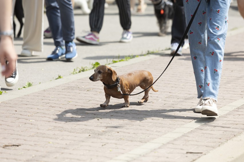 "Psiemarsz" przeszedł ulicami Krakowa. Nie zabrakło atrakcji dla miłośników zwierząt i ich pupili