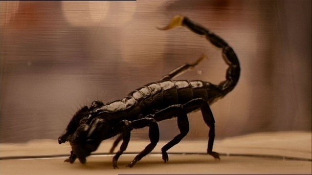 W czym pomoże skorpion?