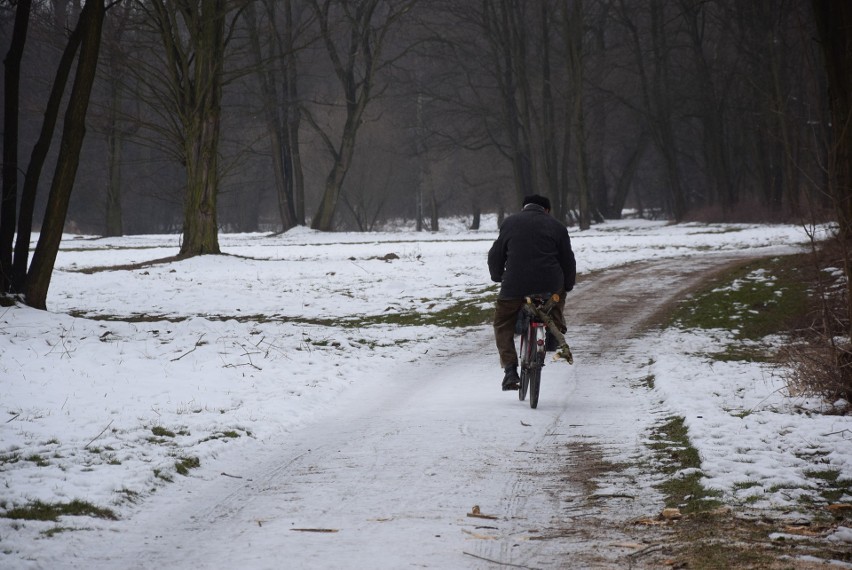 Oświęcim. Na Kamieńcu wycięto piękne drzewa. Tak powstaje Park Pojednania Narodów [ZDJĘCIA, WIZUALIZACJA]