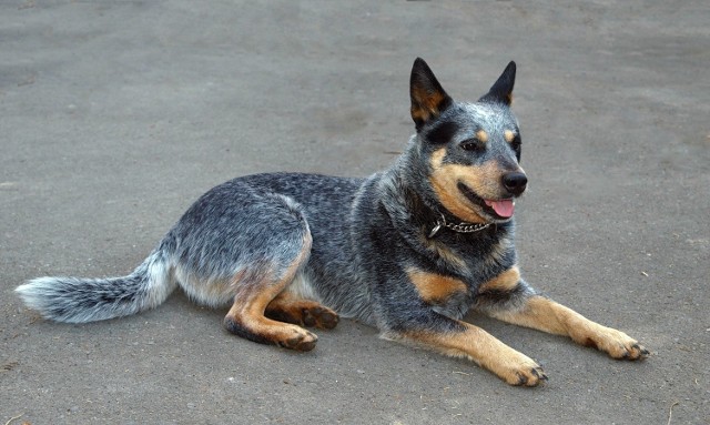 Australian cattle dog sprawdza się jako stróż posesji