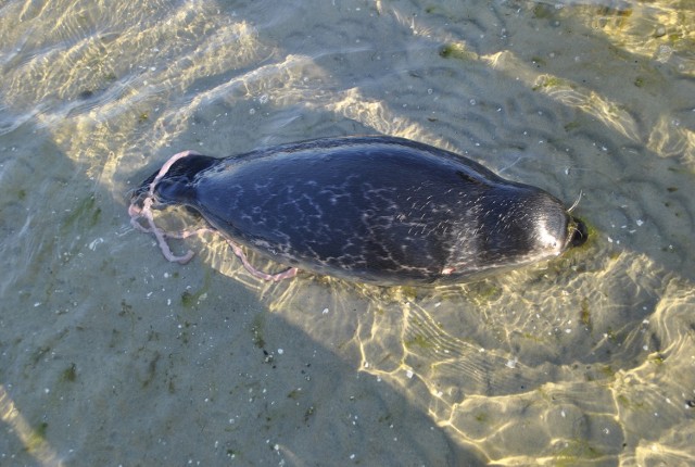 Dwie martwe foki znalezione w rejonie Zatoki Puckiej