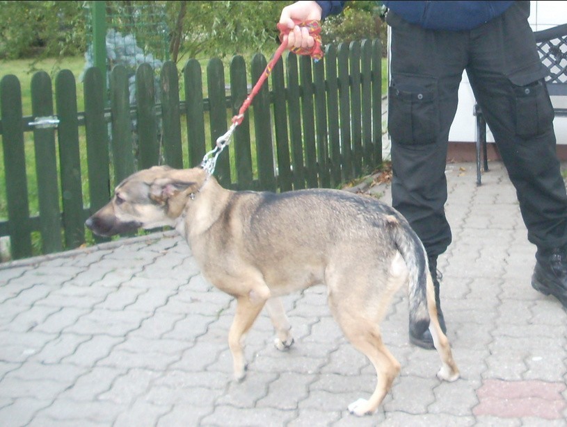 Pies odnaleziony w dniu 08.10.2016r. przy ul. Sułkowskiego....