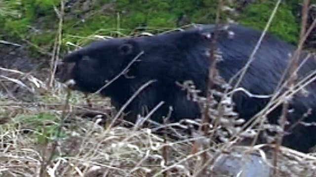 Bobry w Podlaskiem są już plagą - uważają rolnicy