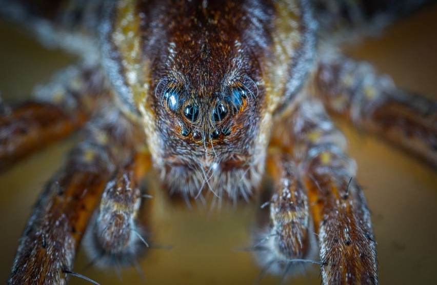 Ugryzienie pająka potocznie nazywa się „wędkarskim kacem”....