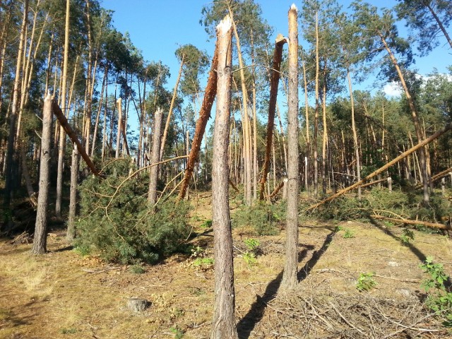 Największe zniszczenia w lasach miały miejsce w okolicach Jastrzębi, Kozłowa, Woli Owadowskiej, a także Jedlińska.