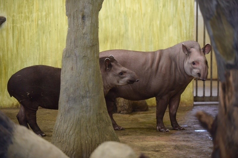 W łódzkim zoo Dzień Tapira! [zdjęcia]