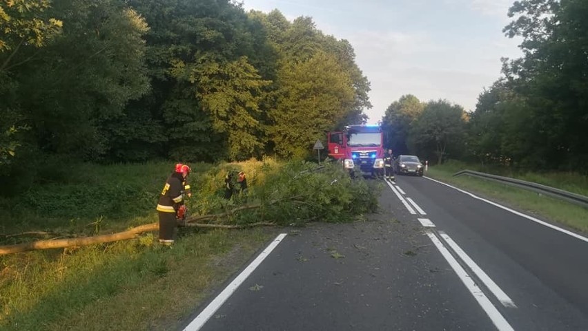 Gmina Marianowo. Na drogę krajową nr 20 spadło drzewo