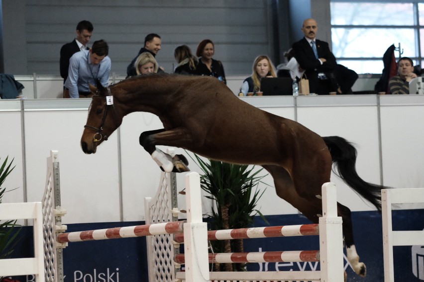 Cavaliada 2017 - zobacz najpiękniejsze konie ras szlachetnych [ZDJĘCIA]