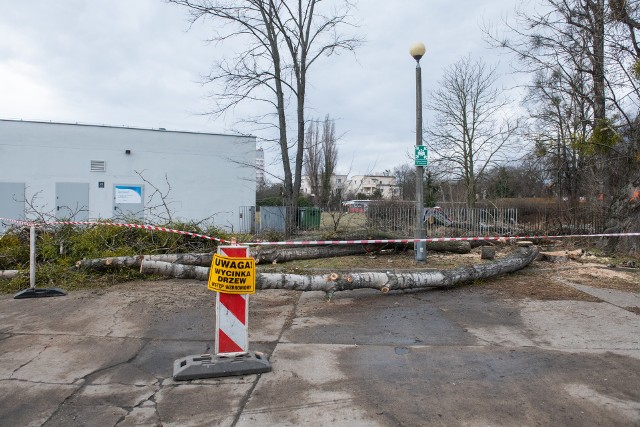 Poznańskie Ośrodki Sportu i Rekreacji otrzymały zgodę na wycinkę topól. Rozpoczęła się ona w poniedziałek rano. Topole rosną wzdłuż dwóch dróg prowadzących do Areny – od strony ul. Reymonta i ul. Wyspiańskiego