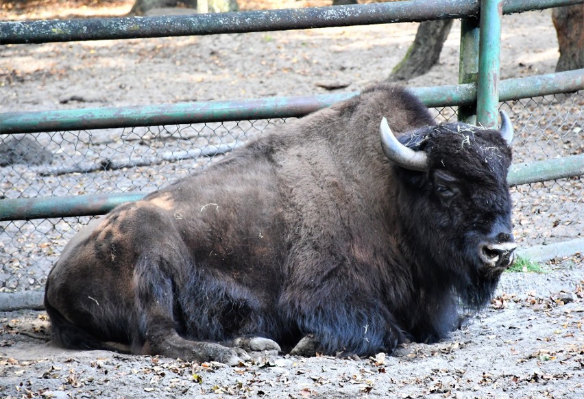 Rzucali kamieniami w bizona w zoo w Poznaniu.