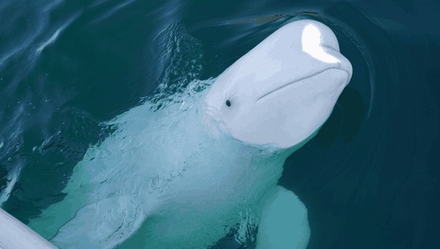 Wieloryb miał na sobie chwyt do kamery GoPro i etykietę, która wskazywała, że pochodzi z Petersburga.