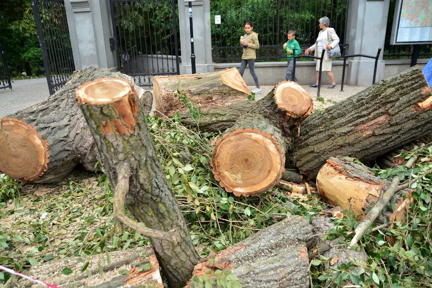 Znika drzewo sprzed wejścia do Ogrodu Saskiego