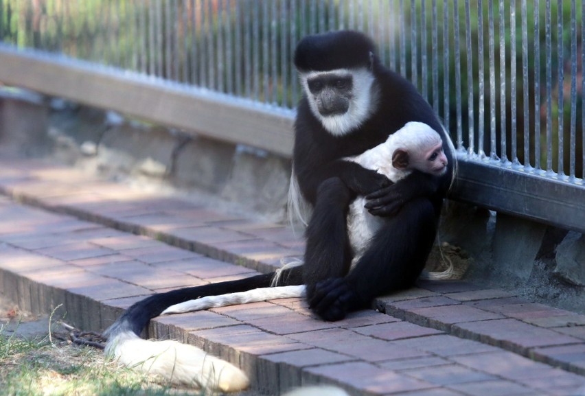 Śląski Ogród Zoologiczny latem jest czynny dłużej. Zobaczcie mieszkańców chorzowskiego zoo GODZINY OTWARCIA