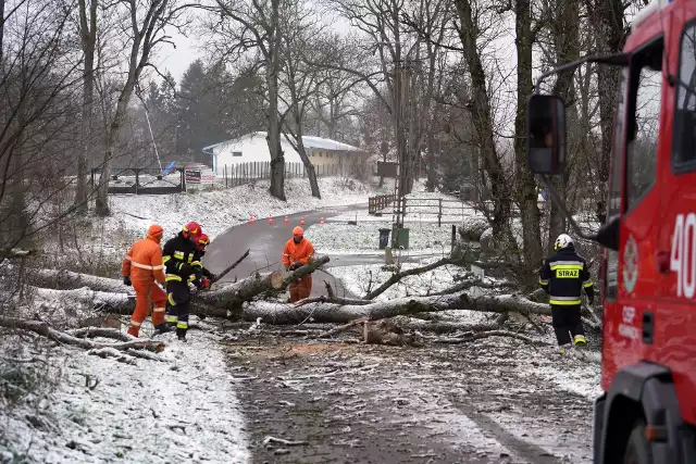Powalone drzewo i zerwana linia energetyczna w Bobięcinie (gm. Miastko)