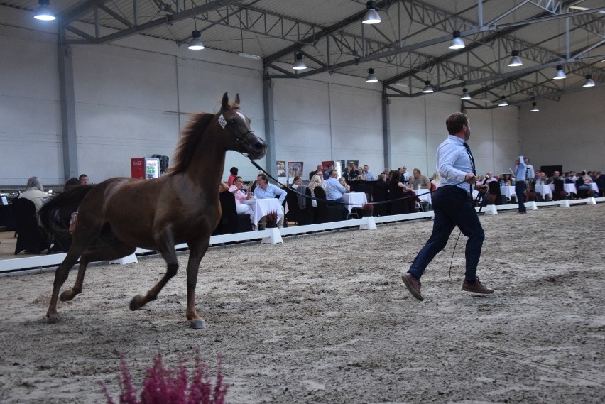 Pokaz ogiera i klaczy aukcyjnych zakończyły święto koni arabskich w Michałowicach [ZDJĘCIA]