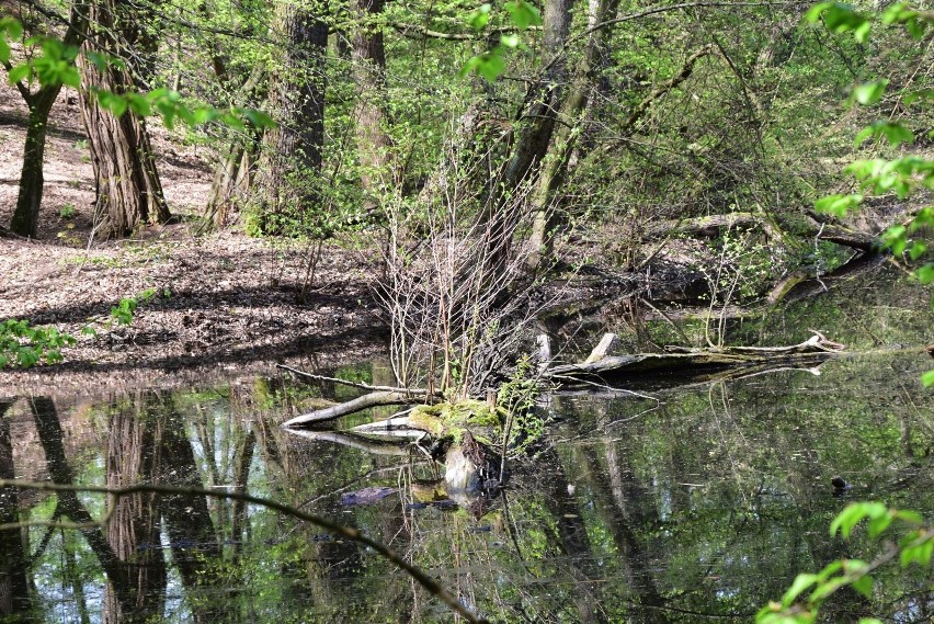 Park Poetów to wyjątkowe malownicze miejsce Zielonej Góry, z...