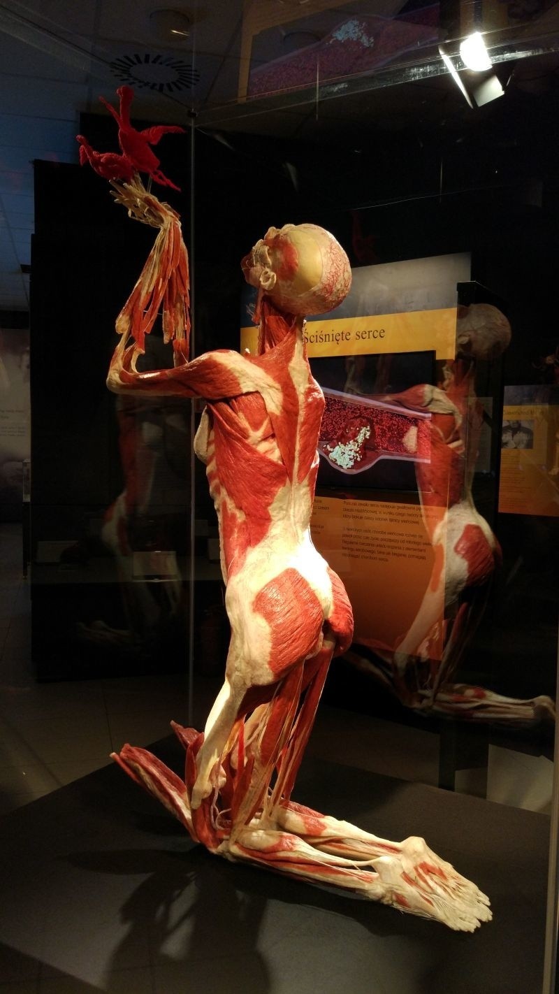 Kontrowersyjna wystawa ludzkich ciał w Łodzi. BODY WORLDS & The Cycle of Life ZDJĘCIA 