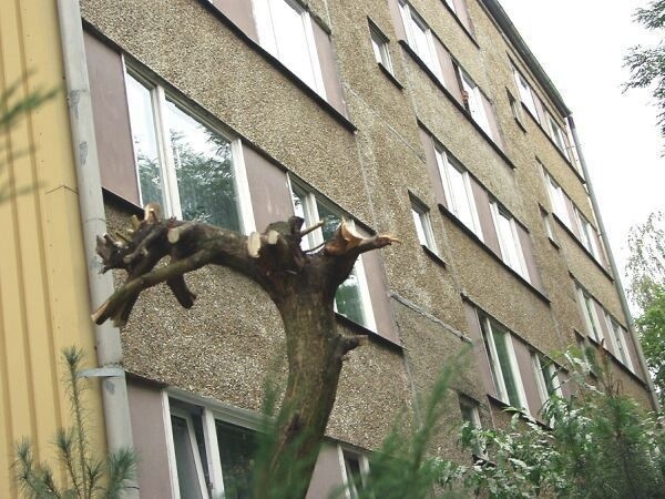 Wierzba z obciętymi gałęziami sterczy obok bloku przy ulicy Prusa 4.