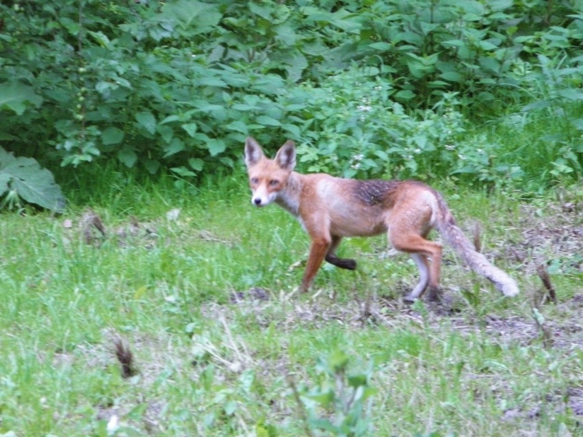 Po wągliku w powiecie tomaszowskim służby weterynaryjne walczą teraz ze wścieklizną