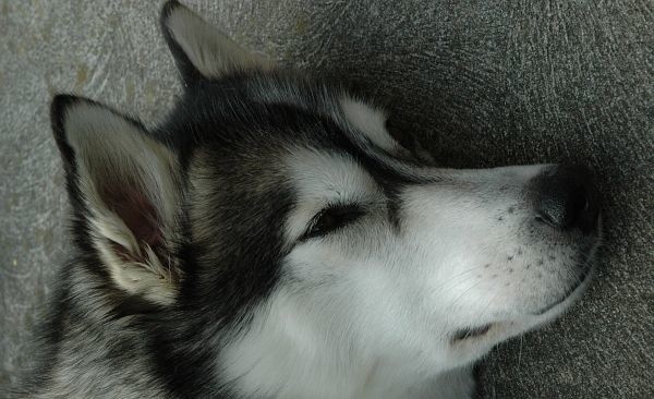 husky stracił głowę przez pijanych zwyrodnialców