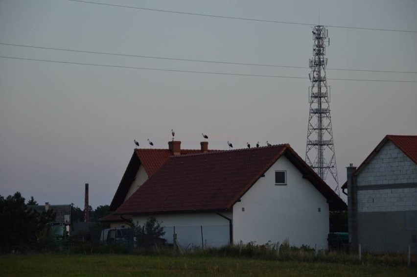 Takie widoki tylko w Rzeczenicy… Bociani zlot udokumentował...