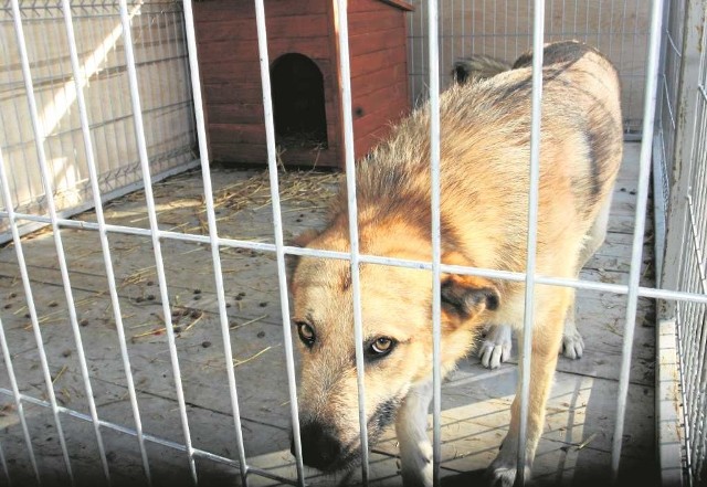 Teraz psy czekają na nowe domy w lepszych warunkach