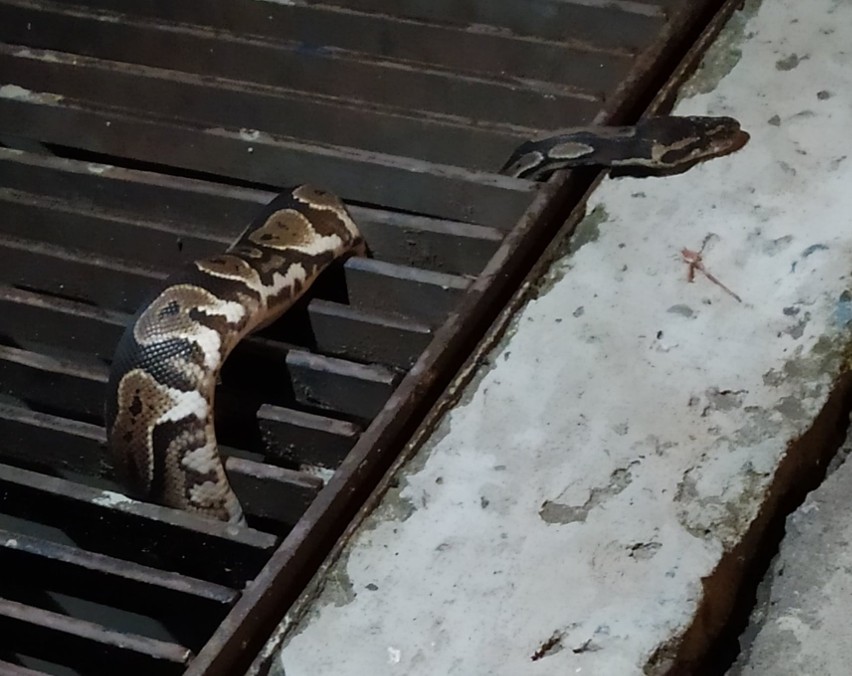 Wąż odnaleziony w Nowej Hucie