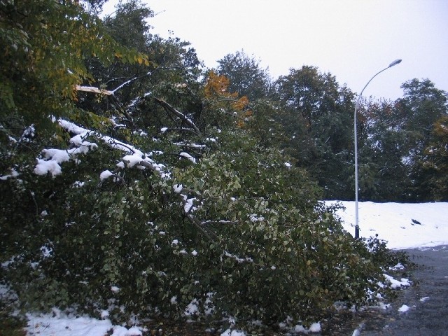 Połamane drzewa w parku w dzielnicy Lipowica w Przemyślu to efekt jesiennego ataku zimy.