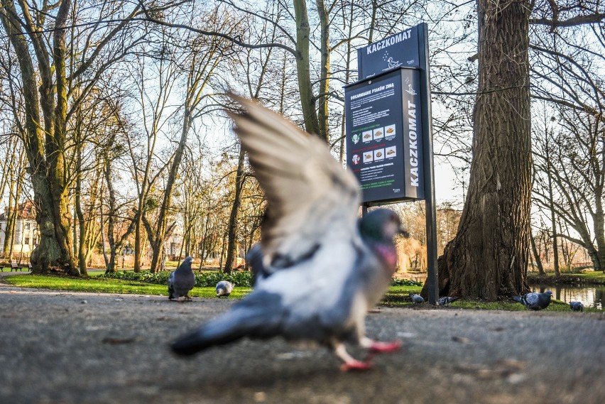 Pierwszy kaczkomat w poznańskim parku