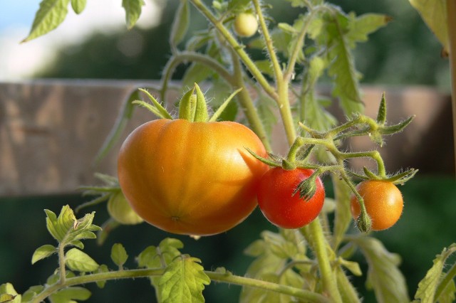 Jeśli chcemy mieć dorodne pomidory, musimy dostarczyć im składników odżywczych, czyli odpowiednio nawozić.
