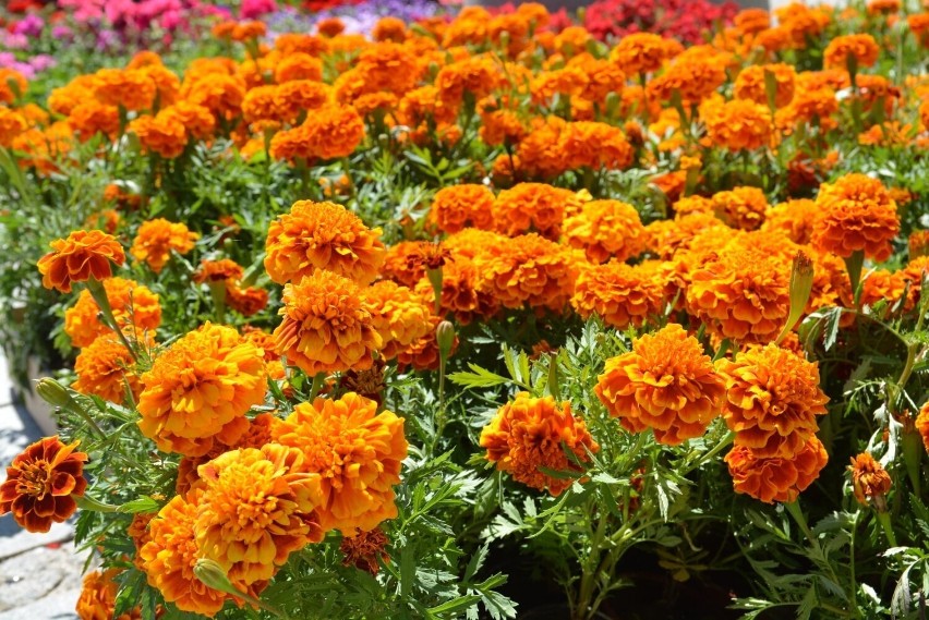 Letnie kwiaty ozdobią ronda i skwery w Chełmie. W mieście trwają nasadzenia. Zobacz zdjęcia