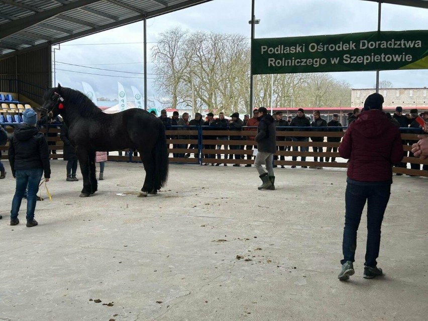 "Wiosenne Uznawanie Ogierów” na terenie agroareny w...