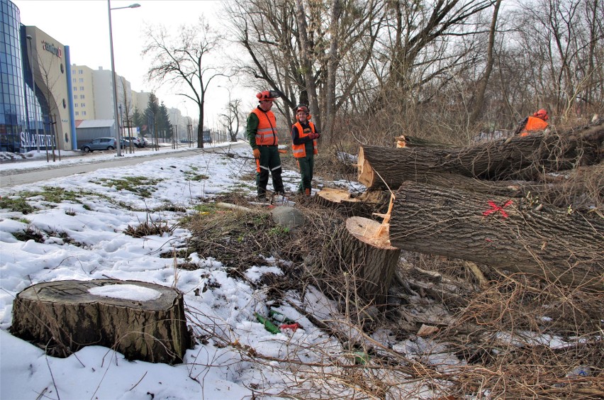 W Tarnobrzegu trwa wycinka drzew pod budowę obwodnicy. Piły przy działkach i dworcu kolejowym (WIDEO, ZDJĘCIA)