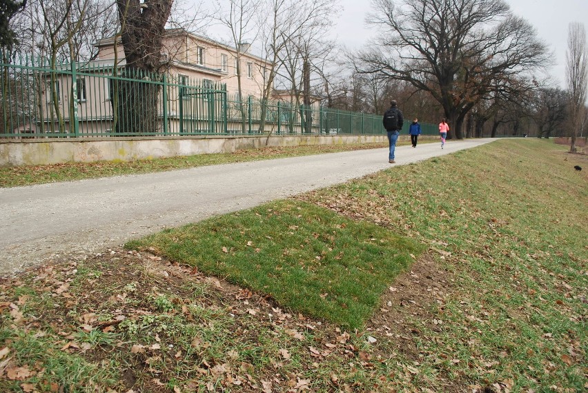 W okolicach zoo miejsce wyciętych drzew zajęła trawa z rolki