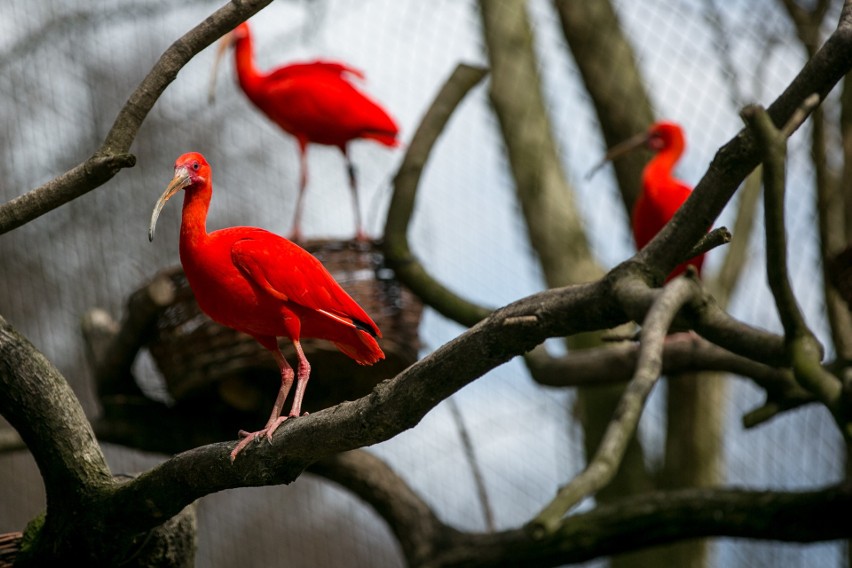 Wiosna w pełni w krakowskim ZOO. Zobacz zdjęcia maluchów i nie tylko