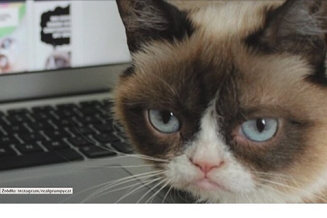 Grumpy cat (fot. Agencja TVN/x-news)