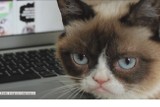 Grumpy Cat zarobił już więcej niż gwiazdy Hollywood! [WIDEO]