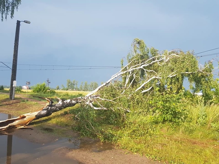 Powiat ostrołęcki. Skutki piątkowej nawałnicy w gminie Goworowo. 21.06.2019 [ZDJĘCIA]