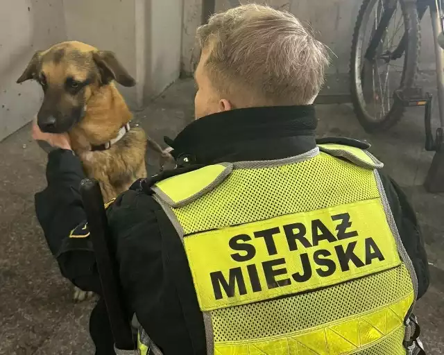 Katowice: odurzona narkotykami kobieta wylądowała w szpitalu, a jej pies trafił do schroniska