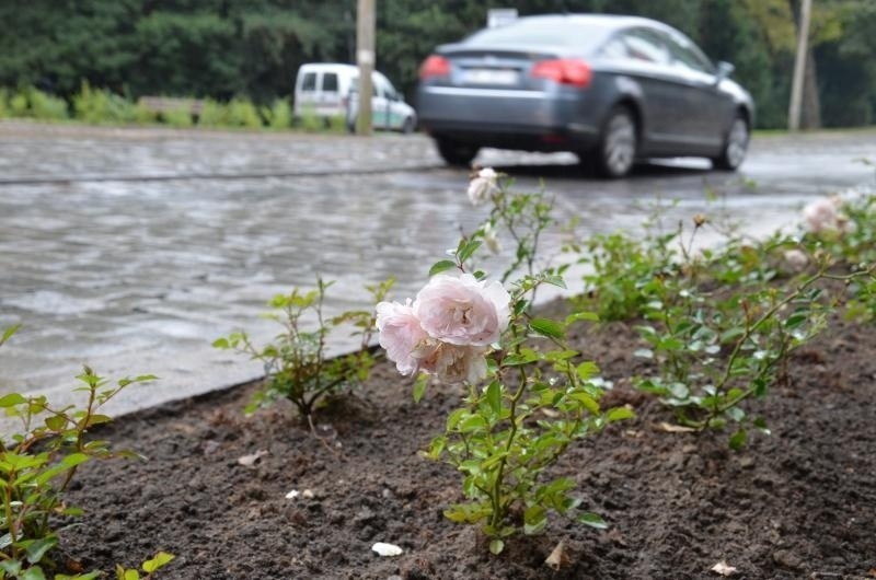 Mistrzostwa Świata w Siatkówce 2014: Tysiące kwiatów powitają kibiców (ZDJĘCIA)