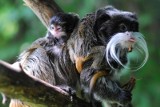 Małpy z opolskiego zoo zostały skradzione