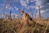 Minęło sześć lat od nawałnicy stulecia w regionie. Przypominamy archiwalne nagrania chojnickich strażaków