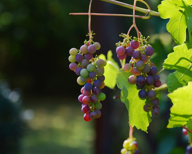 Nowe przepisy to odpowiedź na zmiany na rynku wina wprowadzone na poziomie polskim i europejskim.