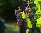 Nowa ustawa o wyrobach winiarskich wejdzie w życie w marcu 2022. Dodatkowe kategorie i zasady znakowania 