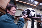 Urodziny we wrocławskim zoo. Lemurzyca Tammy skończyła 30 lat. Jej gatunek zagrożony jest wyginięciem [VIDEO]