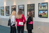 ZAJAWKA Fotoklub RCKP w Krośnie świętuje 20-lecie działalności jubileuszową wystawą. Te zdjęcia zachwycają!
